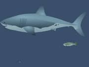 Juego Mad Shark Juego Mad Shark