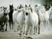 Juego White Horse Jigsaw Juego White Horse Jigsaw